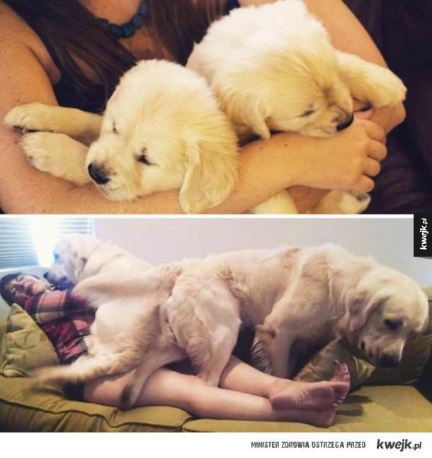 Psy, kiedy były małe i psy, kiedy są już trochę większe
