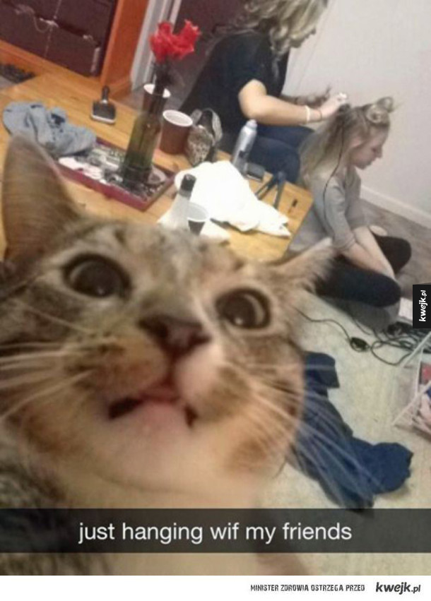 Kocie selfie