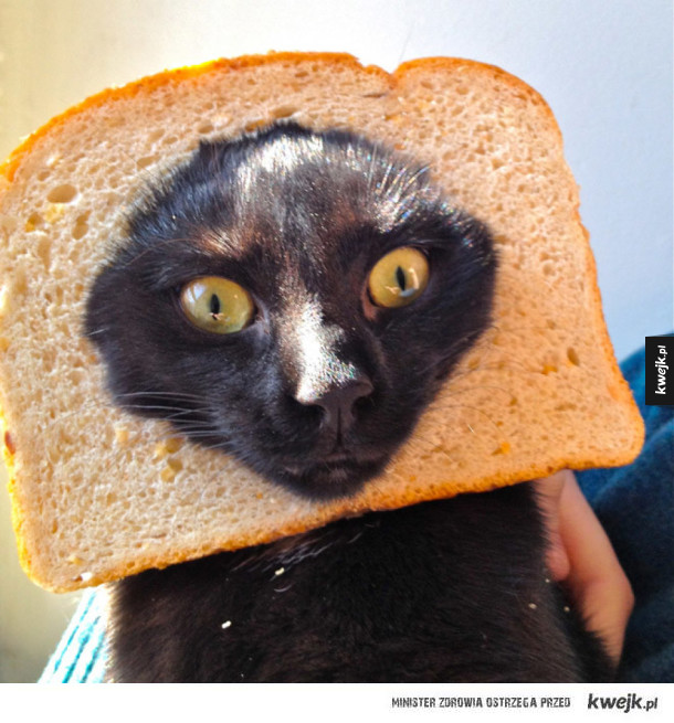 Koty w chlebie