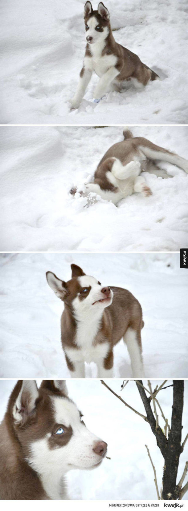 Zabawne reakcje zwierzaków na pierwszy (w życiu) śnieg