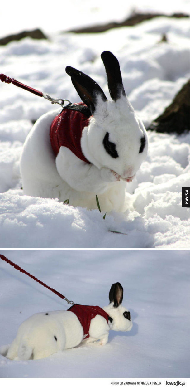 Zabawne reakcje zwierzaków na pierwszy (w życiu) śnieg
