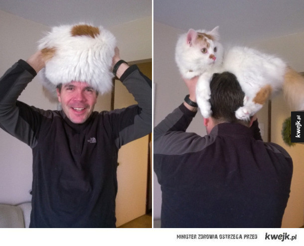 Koty zamiast czapek