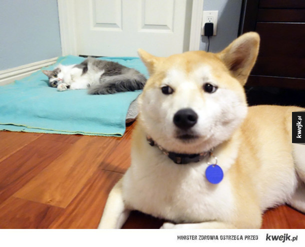 Psie posłanka vs koty