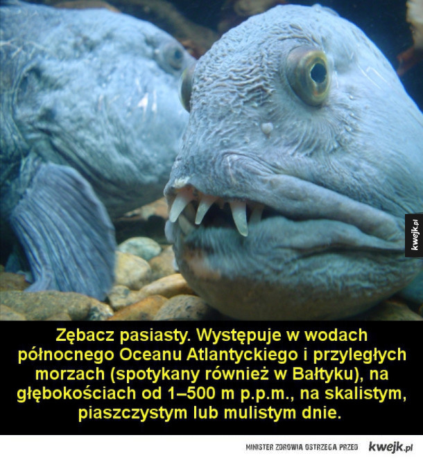 Potwory żyjące w morskich głębinach