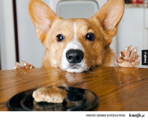 Psy, które czekają aż spadnie Ci coś dobrego do jedzenia!