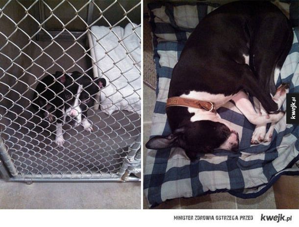 Psy przed i po tym jak zostały adoptowane