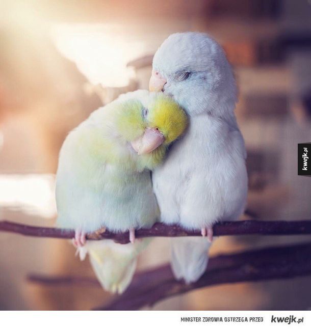 Zakochane papużki