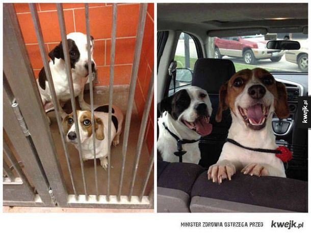 Psy przed i po tym jak zostały adoptowane