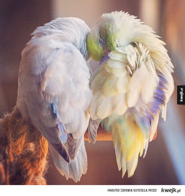 Zakochane papużki