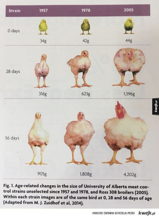 Rozwój kurczaka