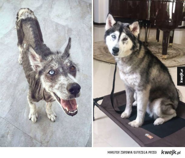 Psy przed i po adopcji to najbardziej niesamowite metamorfozy