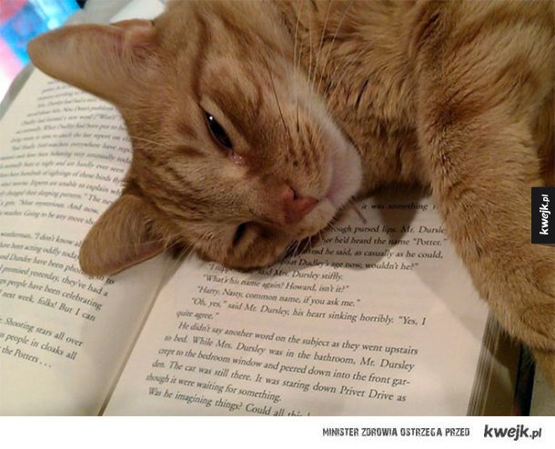Kotki, które "pomagają" Ci czytać