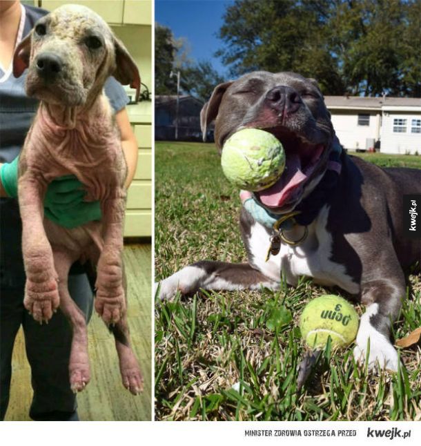 Psy przed i po adopcji to najbardziej niesamowite metamorfozy