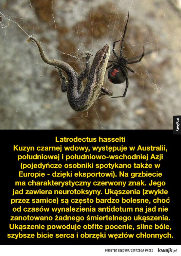 Najbardziej niebezpieczne pająki na ziemi (pierwszy slajd się nie liczy)