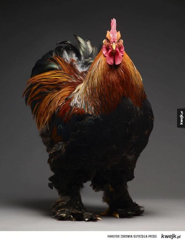 Najpiękniejsze kurczaki w obiektywie włoskich fotografów