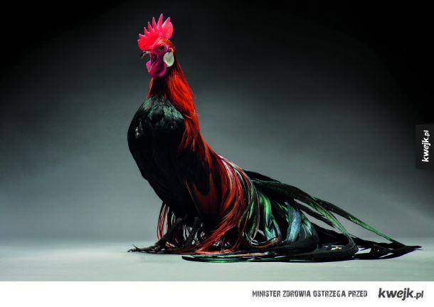 Najpiękniejsze kurczaki w obiektywie włoskich fotografów