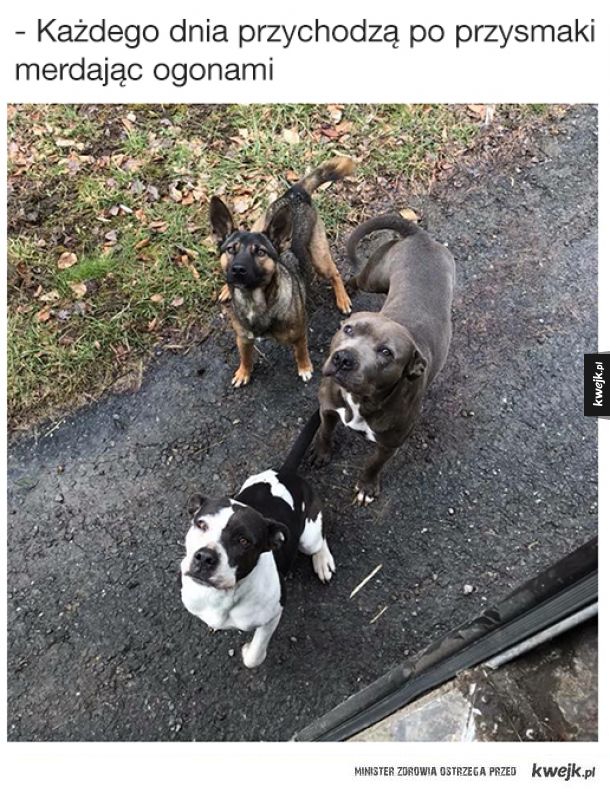 Fanpage UPS Dogs przedstawia zwierzaki, które spotykają amerykańscy kurierzy