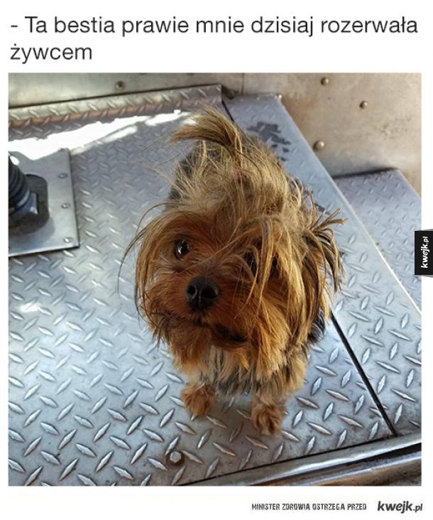 Fanpage UPS Dogs przedstawia zwierzaki, które spotykają amerykańscy kurierzy