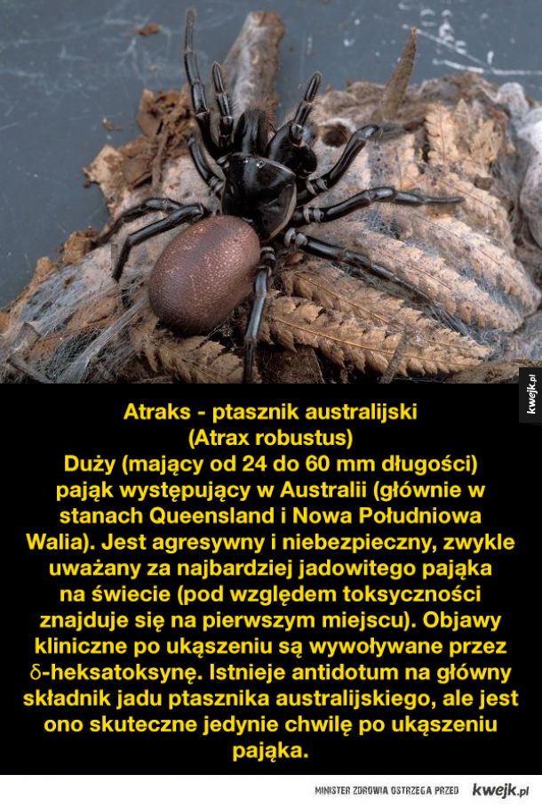 Najbardziej niebezpieczne pająki na ziemi (pierwszy slajd się nie liczy)
