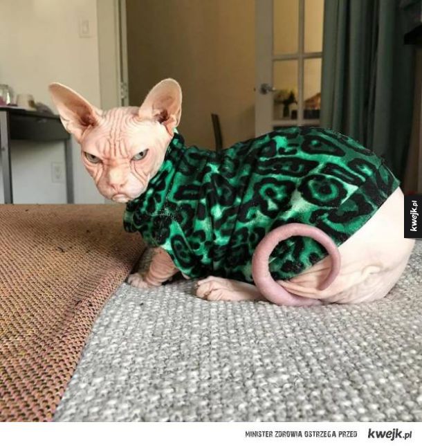 Grumpy Cat może się schować! Poznajcie Lokiego, najbardziej niezadowolonego kota na świecie