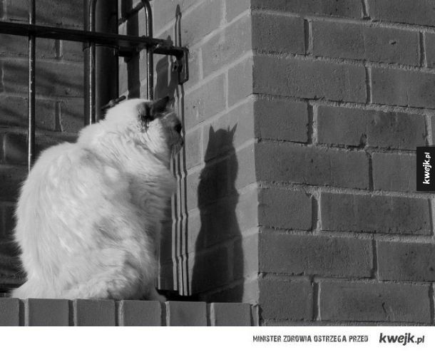 Koty, które kochają ściany
