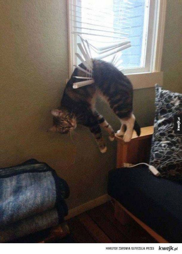 Nawet koty czasem żałują swoich decyzji