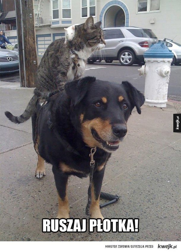 koteł, szczur i pies
