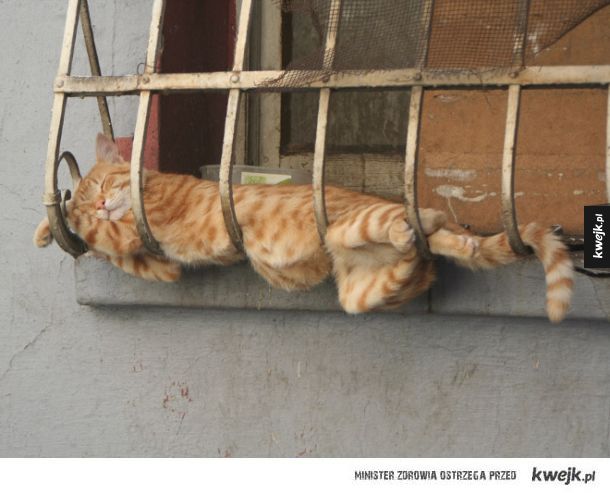 Dowód na to, że koty potrafią zasnąć wszędzie
