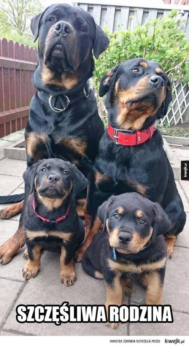 Rodzina Rottweilerów