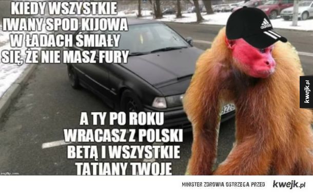 Memy z nosaczami sundajskimi, pośmiejmy się też z Ukraińców zamieszkałych w Polsce