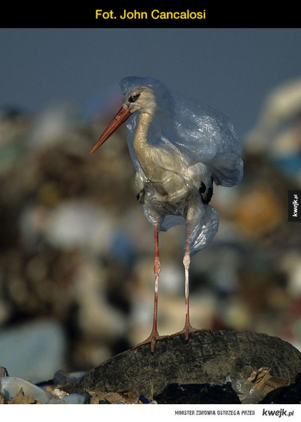 "Planeta czy plastik" - seria szokujących fotografii National Geographic