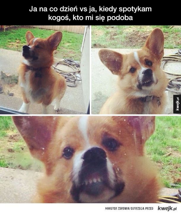 Corgi to internetowa psia rodzina królewska, a to są dowody
