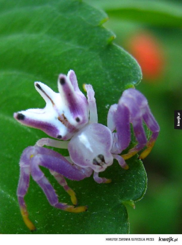 Flower crab spider