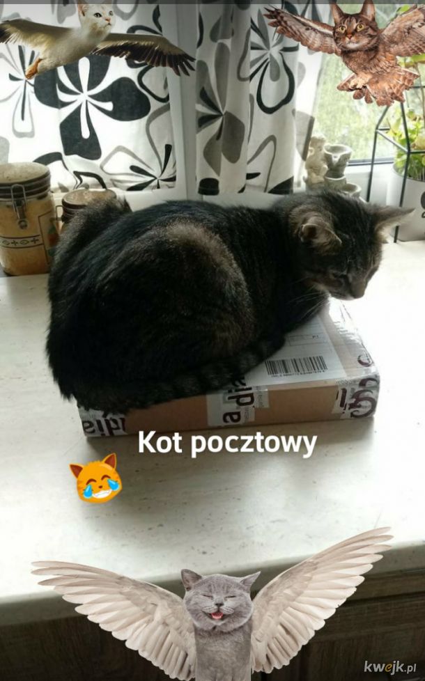 Kot pocztowy