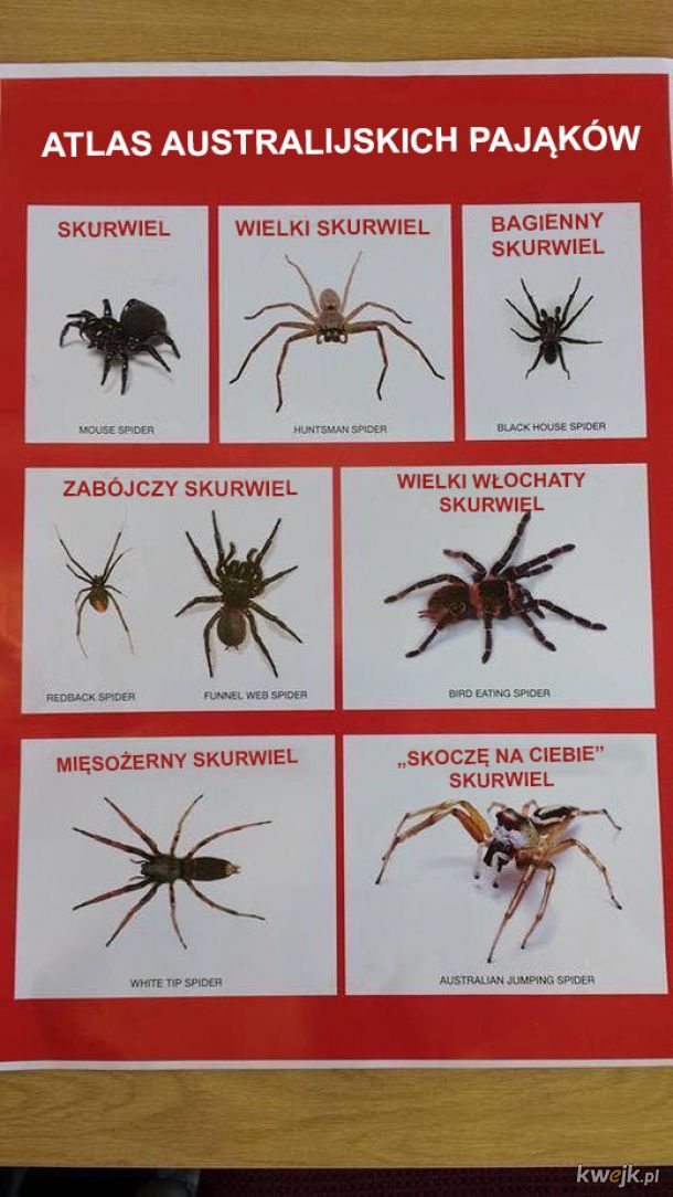Australijskie pająki