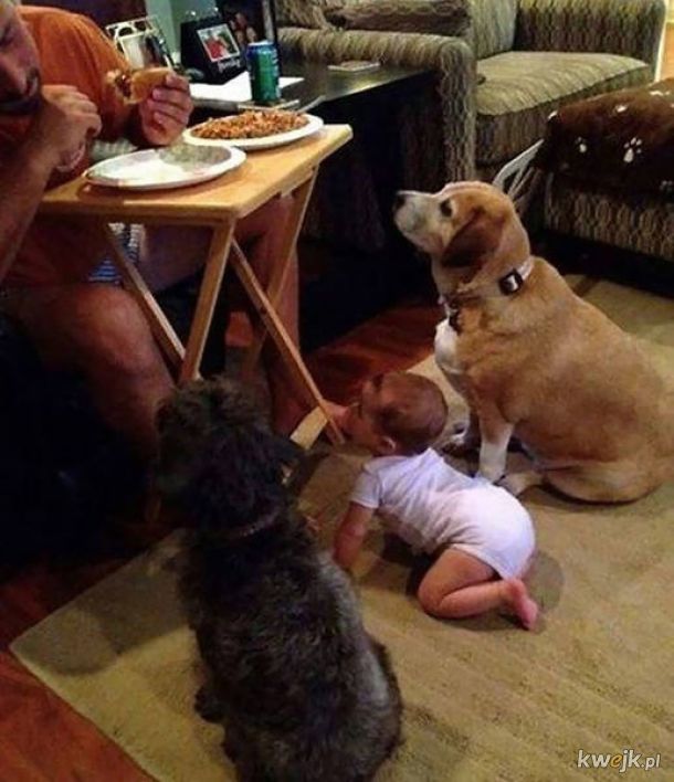 Pieski, które totalnie i pod żadnym pozorem nie chcą twojego jedzenia...