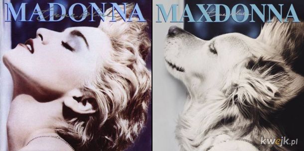 Pies Max vs Madonna