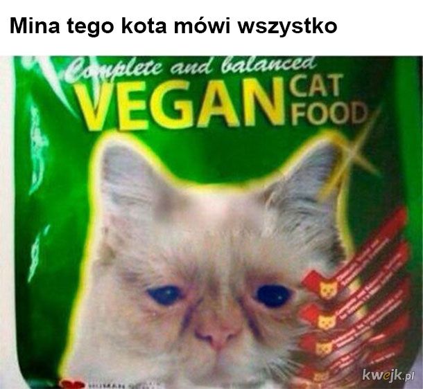 Wegańskie jedzenie dla kota