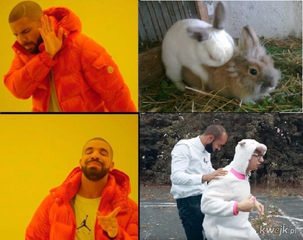 jednak wole prawdziwe króliki