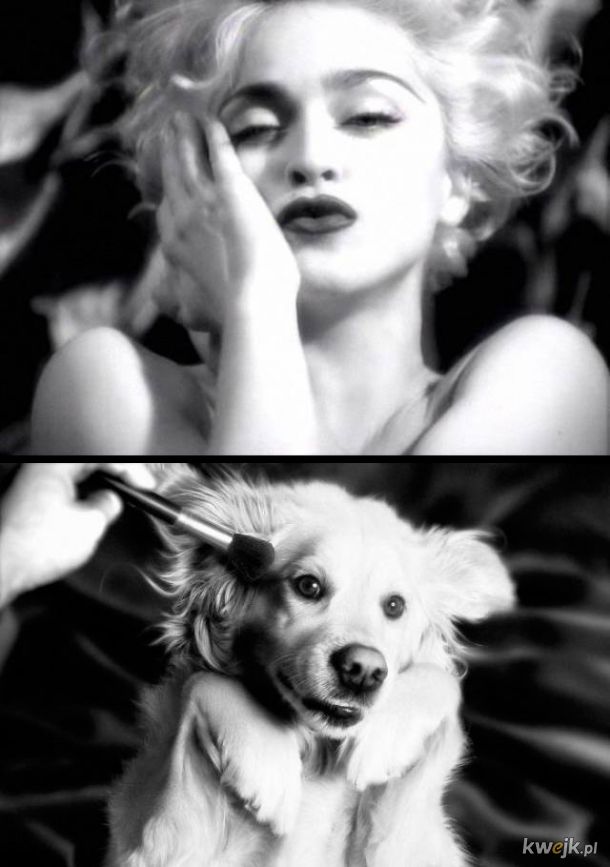 Pies Max vs Madonna
