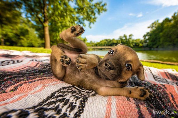 Wybrano najpiękniejsze zdjęcia psów w 2018 roku. Oto laureaci konkursu Dog Photographer of the Year!