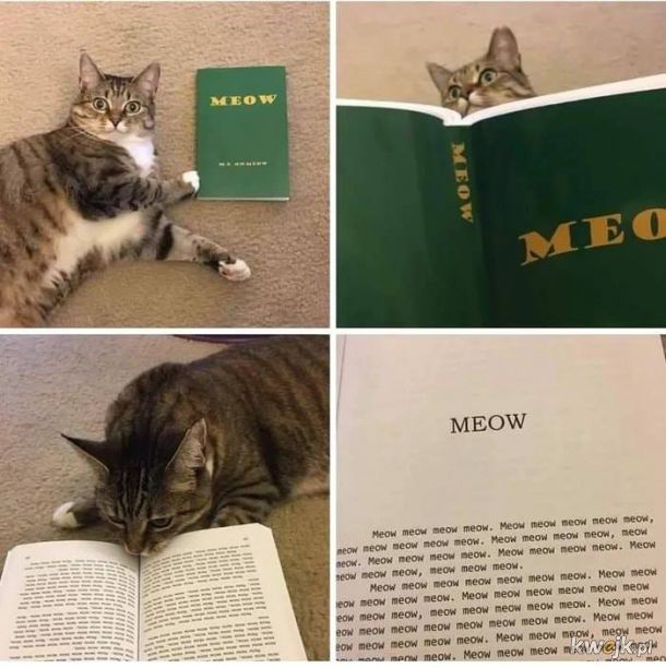 Książka dla kota