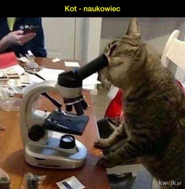 Koty pracujące