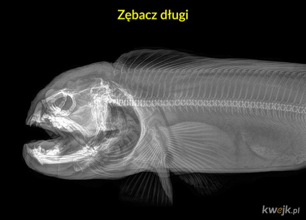Zdjęcia rentgenowskie różnych zwierząt z zoo w Oregonie