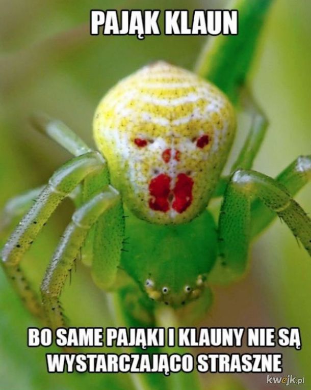 Przerażający pająk