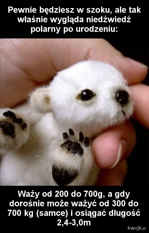 Niedźwiedź polarny po urodzeniu