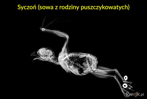 Zdjęcia rentgenowskie różnych zwierząt z zoo w Oregonie