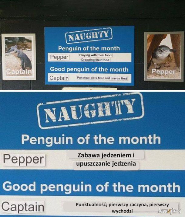 Pingwiny potrafią być naprawdę niegrzeczne
