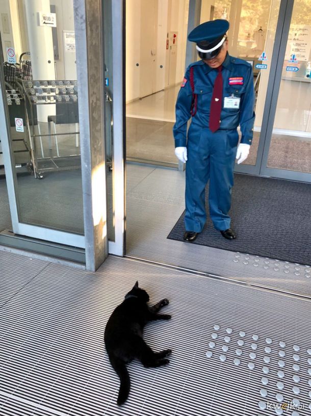O dwóch kotach, które od lat próbują dostać się do muzeum w Japonii