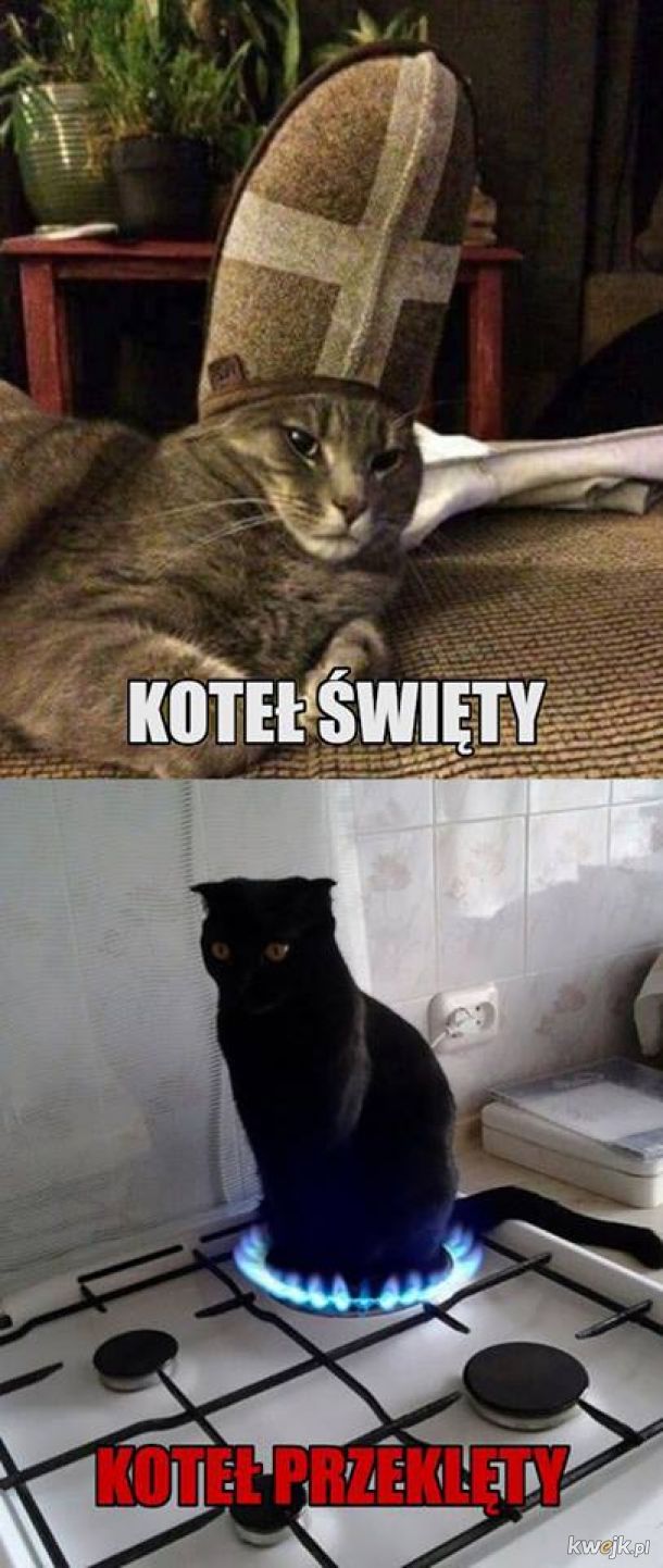 Są dwa rodzaje kotów